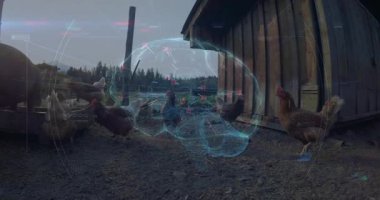 Tavuklar gagalarken ve kum deposunda yürürken holografik 3 boyutlu beyin taraması yukarıda yüzüyor. Kırsal, tarım, teknoloji, holografik, çiftlik, yenilik, doğa