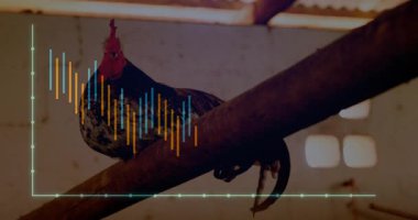 Horoz ahırın içindeki metal borunun üzerine tünemiş, beyaz çizgili iki renkli bar çizelgelerini sunuyor. Kırsal, kırsal, ülke, tarım, veri görselleştirme, analitik, grafikleme