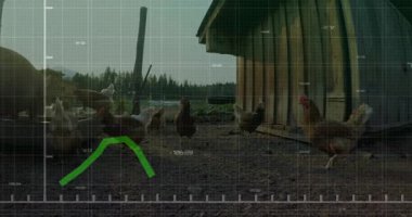 Tavuklar gagalıyor ve ahşap kümesin önündeki toprak alanda yürüyor, veri örtüsü sergiliyorlar. Kırsal, çiftlik, çiftlik hayvanları, açık hava, kırsal, doğa, tarım