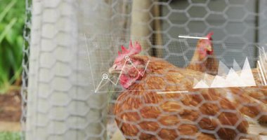 Kahverengi tavuk altıgen tel örgülerin arkasına bakıyor, çizgi grafiği ve çizelge verilerini gösteriyor. Tarım, kümes hayvanları, çiftçilik, kırsal, çevre, veterinerlik, izleme