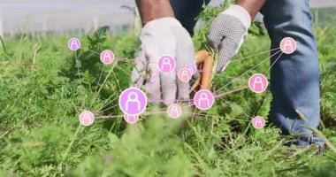 Çiftlikte havuç ve noktalı eldiven hasat eden bir adam. Animasyon verim şeması ve ikon kaplamaları var. Tarım, açık hava, kırsal, verimli, pastoral, bukolik, canlı