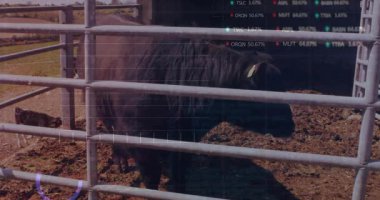 Metal ağıl çitlerin arkasında sergilenen siyah inek, yükselen grafikli animasyon canlandırması içeriyor. Çiftlik hayvanları, tarım, kırsal, çiftlik, sanayi, doğa, yatırım