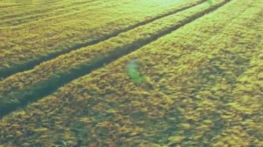 Yüzen yeşil HUD simgelerini gösteren hava ekin alanı karbondioksit ve rüzgar türbinlerini 3 boyutlu olarak renklendiriyor. Tarım, hassas tarım, droneview, sürdürülebilir teknoloji, çevre dostu, veri analizi