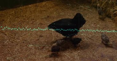 Kara tavuk ve civcivler kümeste yemek ve gagalama, yüzen yeşil veri noktaları sergiliyorlar. Kümes hayvanları, çiftlik, dijital, izleme, kırsal, teknoloji, doğal