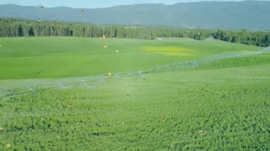 Pivot sulama boruları çaprazlama geçiyor, fıskiyeler su ve ışıltı püskürtüyor. Tarım, sulama, insansız hava aracı, arazi, tarım, teknoloji, kırsal