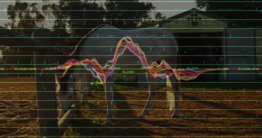Gün batımında çitin yanında otlayan mor halterli beyaz at trafik çizgileri ve dalga biçimi çizgisi gösteriyor. Atlı, kırsal, kırsal, pastoral, dijital, analitik, doğa