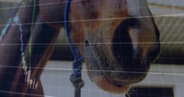 At kafası sahnedeki canlı ticaret çizelgesiyle, şamdanlarla ve trend çizgileriyle örtülmüş. At, finans, açık hava, teknoloji, çiftlik hayvanları, yatırım, analiz