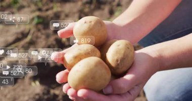 Tarlada yeni biçilmiş patatesleri tutan kadın, animasyon sosyal medya pazarlama ikonları gösteriyor. Hasat, tarım, organik, kırsal, dijital, etkileşim, açık hava