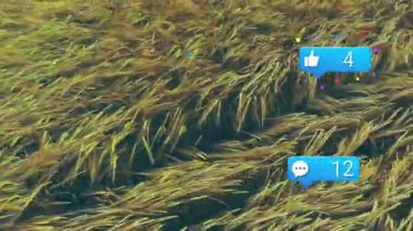 Sosyal medya bildirim simgeleri altın çim bıçaklarının üzerinde düz dizayn tarzında yüzüyorlar. Doğa, düz tasarım, dijital iletişim, açık hava, kırsal, canlı, hareket