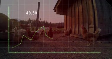 Çakıl tarlalarını gagalayan ve değirmenleyen tavuk sürüsü, yeşil veri grafiği ile örtülü. Kuş, kırsal, ekosistem, tarım, veri, analiz, doğal