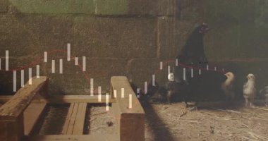 Anne tavuğun civcivleri kümes zemininden geçirdiğini, şamdanların kırmızı trend çizgisi boyunca ilerlediğini gösteriyor. Kırsal, çiftlik, tarım, vahşi yaşam, kırsal, canlılık, büyüme