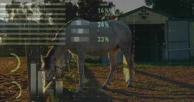 Dünya haritası çizelgeleriyle birlikte tarla veri göstergesi kullanarak kahverengi atı otlatmak. Atlı, kırsal, pastoral, manzara, tarım, analitik, görselleştirme