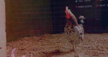 3 boyutlu horoz ahşap talaşlarına tünemiş, mali tabloları ve ahırı kaplayan saatleri var. Çiftlik, köy, dijital, yatırım, çiftlik hayvanları, işletme, butik