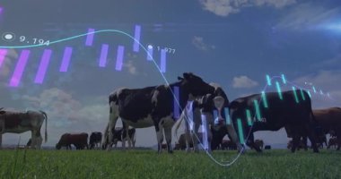 Yeşil otlakta otlayan siyah-beyaz süt ineği. Düz dizayn finansal tablolarda ise. Kırsal, pastoral, dijital, bilgi, tarım, kırsal, istatistik