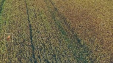 Sürdürülebilirlik simgelerinin ve yol boyunca yüzen sayısal etiketlerin yer aldığı hava buğday alanı gösteriliyor. Yenilenebilir, ekoloji, tarım, insansız hava aracı, arazi, çevre, emisyon