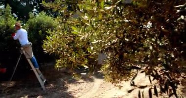 Çiftler tarımda zeytin hasadı yapıyor, yüzen ürün tablosu ve veri simgeleri sergiliyorlar. Meyve bahçesi, sürdürülebilirlik, kırsal, verimlilik, açık hava, tarım, çevre dostu