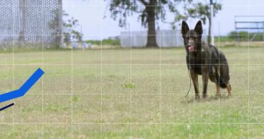 Alman çoban köpeği çimenli arazide tasması gevşek ve yukarı doğru turkuaz mavi grafiklerle gösteriliyor. Köpek, açık hava, taktik, veri görselleştirme, sağlık, aktivite, doğa