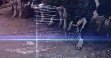 İnek toynakları ve bacakları akış halindeki finansal grafikler ve ikili kod ile kaplanıyor. Gelecekçi, teknoloji, tarım, dijital, veri, analitik, robotik