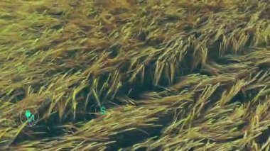 Düzleştirilmiş altın buğday tarlası düz tasarım yeşil eko teknoloji ikonları yüzeyde yüzüyor. Sürdürülebilirlik, yenilenebilirlik, ekoloji, tarım arazisi, yenilik, çevre, koruma