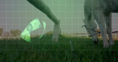 Yeşil holografik banknotları olan tahta kazık otlayan atın yanında dijital ızgaranın etrafında dönüyordu. Futuristik, teknoloji, finans, kırsal, tarım, dijital, yenilik