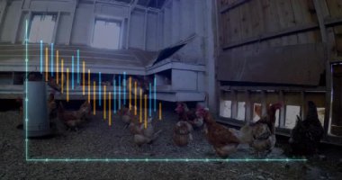 Kahverengi ve benekli tavuk sürüsü, mavi ve turuncu çizelgeleri üst üste koyarak kümeste dolaşıyorlar. Çiftlik, kuşhane, köy, tarım, analitik, veri görselleştirme, kırsal