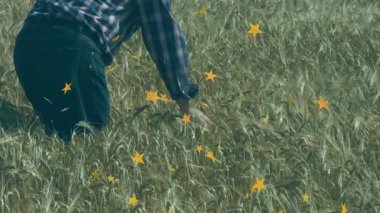 Tarım müfettişi altın buğday tarlasında çömelmiş, sarı yıldız grafikleri yüzerken tahıl fırçalıyordu. Hasat, tarım, kırsal, doğa, canlılık, büyüme, dinginlik