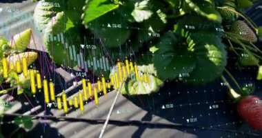 Yakın plan, kırmızı ve yeşil çileklerin sarı ve pembe mavi çizgilerle örtüldüğünü gösteriyor. Botanik, tarım, veri görselleştirme, modern tarım, hassas tarım, teknoloji, sürdürülebilirlik