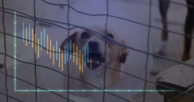 Bilgi çubukları üst üste binerken Elizabeth dönemi konisi tasması takan barınak köpeği çitin arkasında duruyor. Evcil hayvanlar, veterinerler, sağlık hizmetleri, koruma, yenilik, analitik, teknoloji
