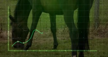 Çayırda at otlatırken şeffaf yeşil ızgara ve çizgi çizelgesini gösteriyor. At, tarım, doğal, açık hava, pastoral, veri görselleştirme, sağlıklı