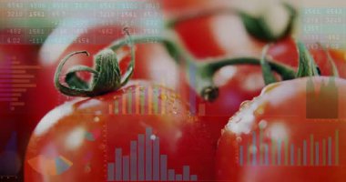 Olgun domatesler animasyon çizimlerinde, şeffaf grafikler ve veri örtüleriyle görselleştiriliyor. Üretim, analitik, dijital, tazelik, sağlık, büyüme, teknoloji