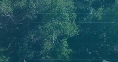 Finansal çizelgeler, güneşli çimenli açıklığı kaplıyor ve tek başına yeşil sandalyeyle üç boyutlu çizim yapıyor. Doğa, açık hava, veri görselleştirme, sükunet, dijital manzara, büyüme