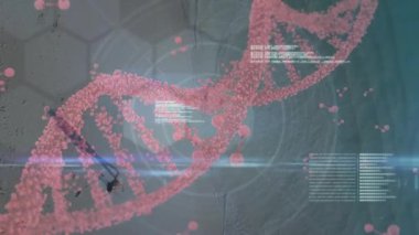 Bilimsel simülasyon arayüzü pembe sarmallı kod metni ve şebeke örtüleri gösteriyor. Moleküler, dijital, geleceksel, yenilik, teknoloji, soyut, bilimsel