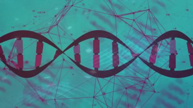 İnce çizgiler ve kırmızı-mor baz çiftleriyle birbirine bağlı mor düğümlerden akan stilize DNA sarmalı. Bilimsel, fütüristik, soyut, genetik, moleküler, yenilik, teknoloji