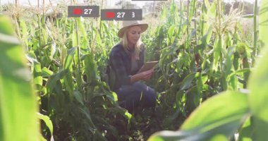 Çiftçi mısır tarlasında diz çöküyor, teknoloji için yüzen sosyal medya simgelerini gösteren tabletle etkileşime geçiyor. Tarım, dijital, açık hava, teknoloji, kırsal, iletişim, doğa