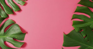 Yeşil canavar bitki yaprakları pembe arkaplanda ve fotokopi alanı var. Dijital olarak üretilen tropikal, egzotik arka plan konsepti.