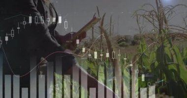Mısır gevreği tarlasının ortasında dikilen tarım uzmanı tablet ekranı tıkırdatıyor ve animasyon çizelgeleri analiz ediyor. Tarım, veri, analitik, teknoloji, kırsal, yenilik, kesinlik