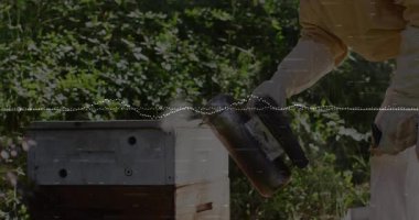 Kıdemli arı yetiştiricisi çiftlik arılarında körük sıkıyor, duman bulutları salıyor arı kolonisini sakinleştiriyor. Apiary, apikulture, drones, polen, conservation, rustic, natural