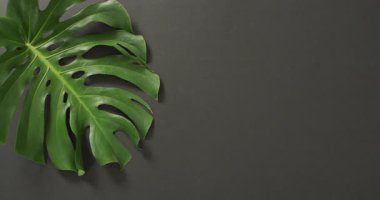 Koyu gri arkaplanlı yeşil canavar bitki yaprağı ve kopyalama alanı. Karanlık, egzotik, gizemli arka plan konsepti dijital olarak oluşturulmuş video.