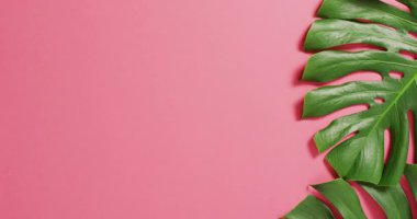 Yeşil canavar bitki yaprakları pembe arkaplanda ve fotokopi alanı var. Dijital olarak üretilen tropikal, egzotik arka plan konsepti.