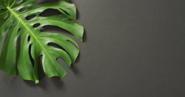 Koyu gri arkaplanlı yeşil canavar bitki yaprağı ve kopyalama alanı. Karanlık, egzotik, gizemli arka plan konsepti dijital olarak oluşturulmuş video.