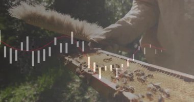 Arı kovanına fırça sürüyorum, arıları süpürüyorum. Finans haritası animasyonu kaplıyor. Apiary, arı yetiştiriciliği, bal peteği, koruma, doğa, açık hava, sürdürülebilirlik