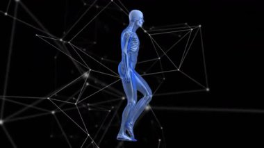 Ağırlık değişimi yarı saydam mavi iskelet yürüme döngüsünü başlatarak eklem hareketini gösteriyor. Anatomik, biyomekanik, hareket, dijital, geleceksel, görselleştirme, simülasyon