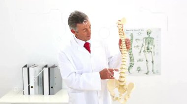 Sağlık eğitimi için omurga eğriliğini gösteren tıbbi uzmanlar omurga modelini alıyor. Anatomi, eğitim, sağlık, teşhis, klinik, fizyoloji, sağlık