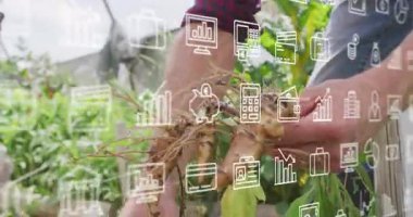 Bahçıvan zencefili kavrayıp toprağı gevşetirken tarım veri simgeleri havada süzülüyor. Bahçecilik, sürdürülebilir, doğal, organik, kırsal, çevre dostu, diy