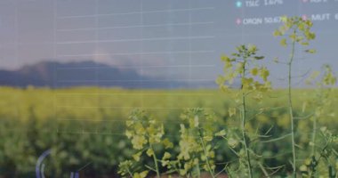 Veri etiketleri sarı çiçeklerin üzerinde kaybolurken, ızgara genişliyor ve grafikler ölçüleri görselleştirmek için dönüyor. Tarım, veri görselleştirme, analitik, kırsal, doğal, dijital grafikler, manzara