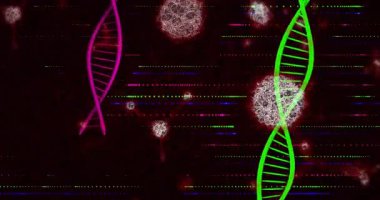 Başlangıçta mor ve yeşil DNA sarmalları arızaya giriyor, dönüyor, sürükleniyor, görselleştiriyor. Gelecekçi, bilim, dijital, biyoteknoloji, soyut, yenilikçi, dinamik