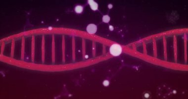 Dağılan parçalar kırmızı-pembe DNA sarmalı ve yuvarlanan küre DNA yapısını gösteriyor. Moleküler, bilim, fütüristik, soyut, yenilik, yapı, genetik