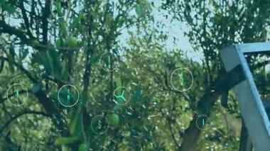 Merdiven zeytin korusuna kayıyor ve sepet sallanıyor. İkisinin etrafında da ekolojik ikonlar toplanıyor. Sürdürülebilirlik, çevre, yenilenebilir, çevre dostu, doğa, koruma, büyüme