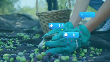 Hasat makinesinin siyah ağda deniz mavisi eldivenleriyle zeytinleri ayırması pazarlamada sosyal ölçümlerin yükselmesine yol açtı. Tarım, hasat, organik, kırsal, takım çalışması, sürdürülebilirlik, açık hava