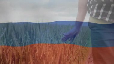 Buğday saplarını tarayan bir adam tarla gözlemi için mavi kırmızı dalgaları kaplıyor. Tarım, manzara, doğa, teknoloji, tarım, farkındalık, sükunet